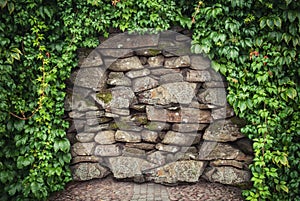 Grunge stone wall background with climbing plant. Hopeless concept