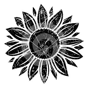 Grunge sunflower vector illustration in black color