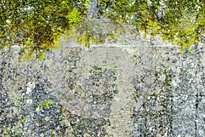 grunge texture, background: old wall covered with moss