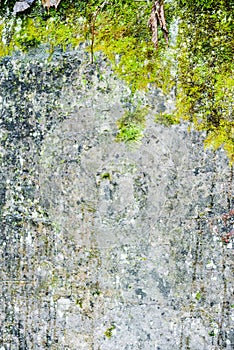 grunge texture, background: old wall covered with moss