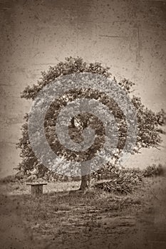 Grunge textured collage - Oak tree