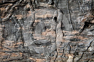 Grunge textured old tree