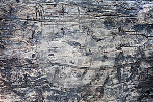 Grunge textured old tree