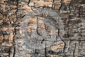 Grunge textured old tree