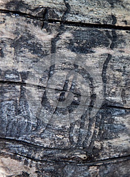 Grunge textured old tree