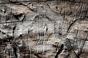 Grunge textured old tree