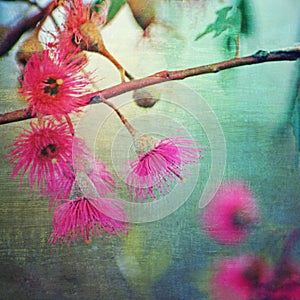Grunge textured pink flowering gum