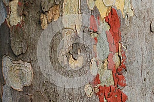 Grunge tree bark with orange paint photo