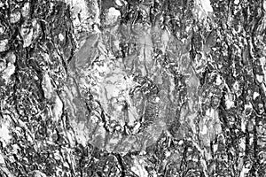 Grunge tree bark texture closeup image. Brown and grey wood background