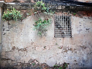 Grunge wall with barred window and growing plant