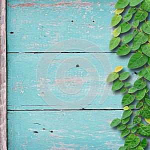 Grunge wood background on green color with ivy fixing tree plant