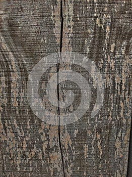 Grunge wood texture.Wood background texture.Medium Dark Wood Texture.
