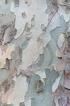 Grunge wood tree texture