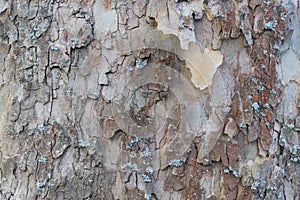 Grunge wood tree texture