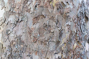 Grunge wood tree texture