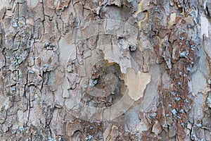 Grunge wood tree texture