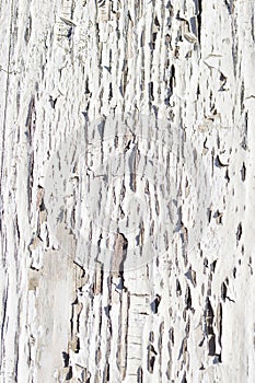 Grunge Wooden Texture Wall with White Paint is severely peeling Old Style Abstract Background