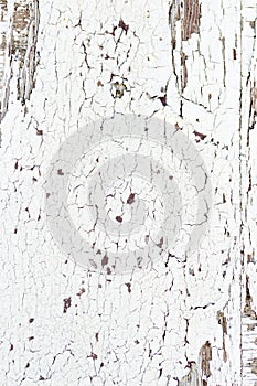 Grunge Wooden Texture Wall with White Paint is severely peeling Old Style Abstract Background