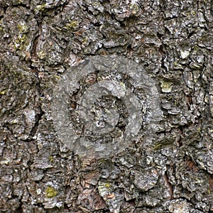 Grungy Bark Texture, Large Detailed Macro Closeup Textured Background Pattern, Brown Grey Taupe