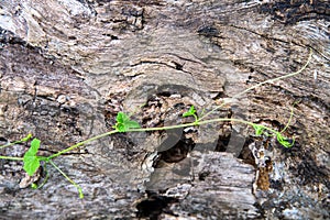 Grungy old tree trunk and bindweed sprout. Weathered tree trunk in the forest. Fresh green sapling over old tree texture