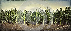 Grungy panorama of young corn plants in a field