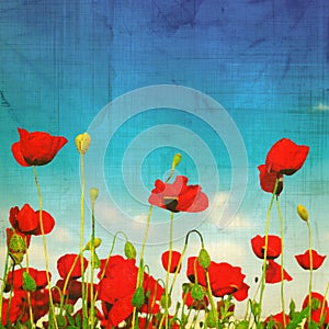 Grungy poppies