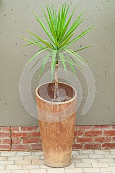 Grungy pot with spiny plant