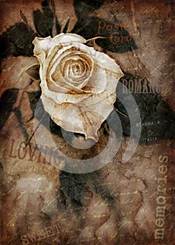 Grungy rose