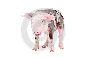 Grunt little pig photo