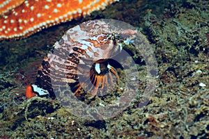 Grunt Sculpin