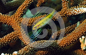 Grunt and yellow wrasse with staghorn coral photo