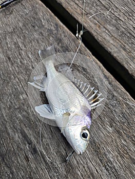 Grunter fish caught by the sea.