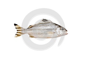 Grunter fish isolated on white background.