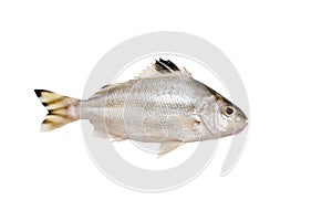 Grunter fish isolated on white background.