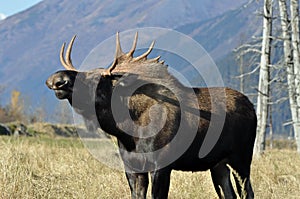 Grunting bull photo