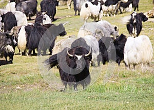 Grunting ox photo