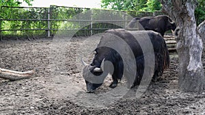 Grunting ox in the paddock collects food from the ground and chews. Domestic yak with long hair walk and graze by a tree