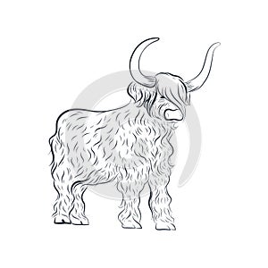 Grunting ox vector illustration