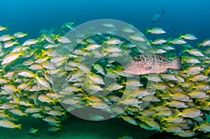 Grunts and snapper forming a school in a shipwreck
