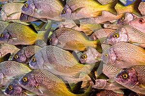 Grunts and snapper forming a school in a shipwreck