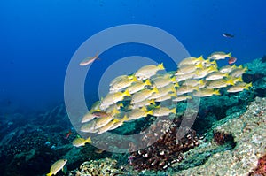 Grunts and snapper forming a school in a shipwreck