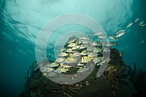 Grunts and snappers.