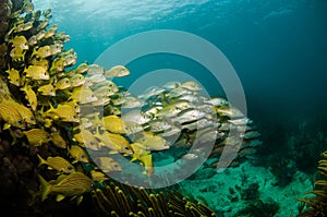 Grunts and snappers.