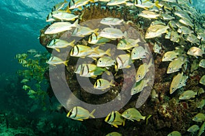 Grunts and snappers.