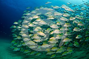 Grunts and snappers.