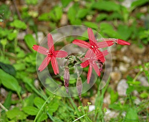 Gruop Fire Pink Wildflowers â€“ Silene virginica