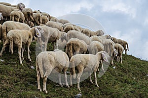 Grup of sheeps