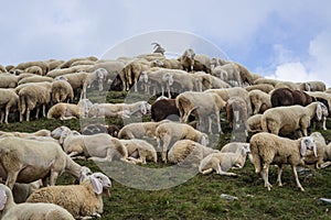 Grup of sheeps