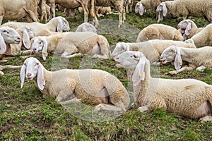 Grup of sheeps