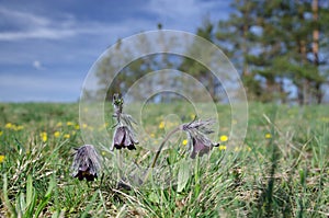 Grup of Small pasque flowers Pulsatilla pratensis